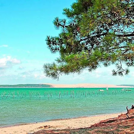 Vvf Lege Cap Ferret